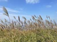 雞公嶺上看芒草🌾