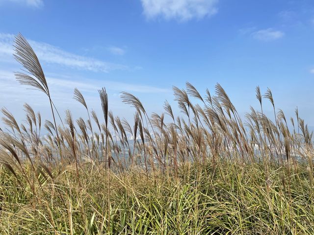 雞公嶺上看芒草🌾