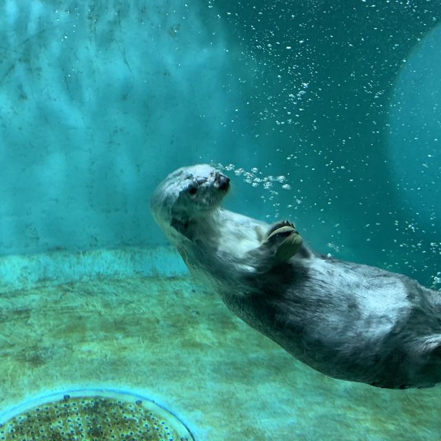 【三重】鳥羽水族館