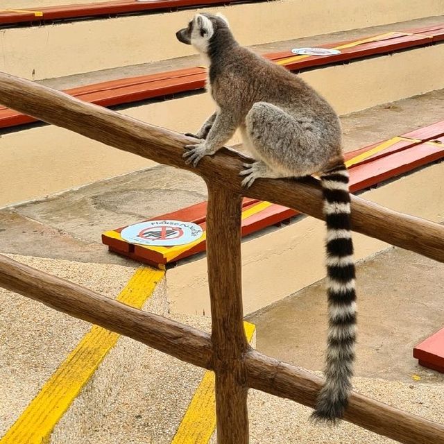 Animal encounters at Singapore Zoo