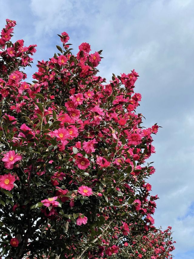 레드카펫 깔려있는 제주 동백 명소🌺