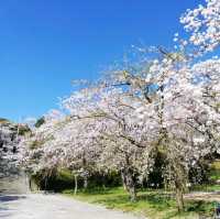 [福岡市]桜🌸満開で花吹雪舞う「西公園」
