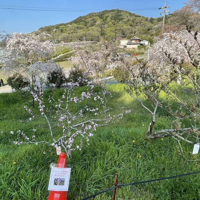 名古屋市守山区　フルーツパークの果樹園