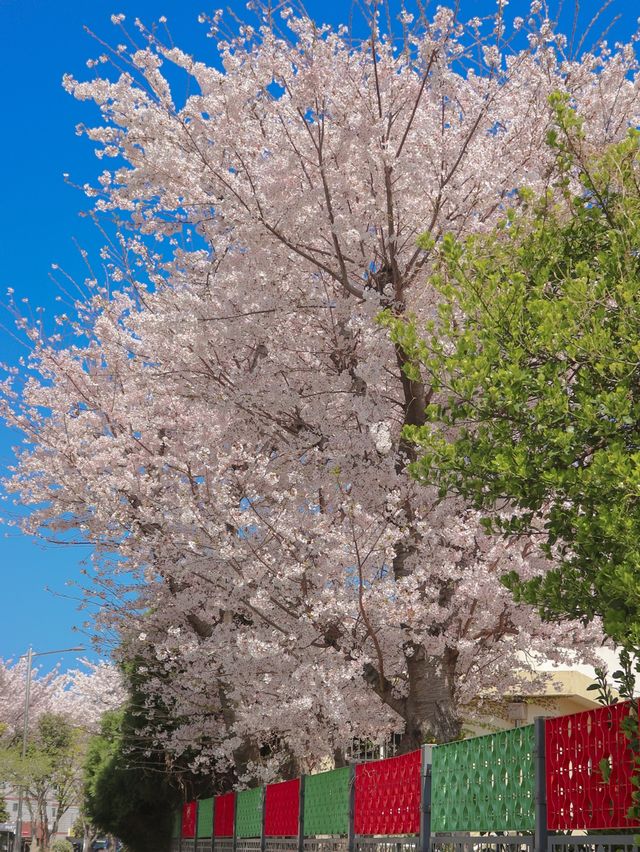 🌸만개한 4월 초의 전농로 왕벚꽃거리🌸