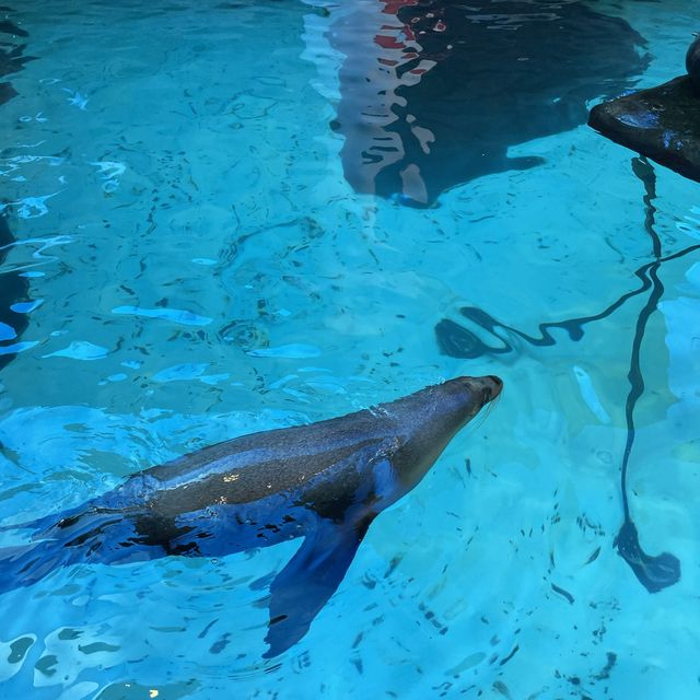 SEA LIFE 선샤인코스트 수족관 , SEA LIFE Sunshine Coast Aquarium