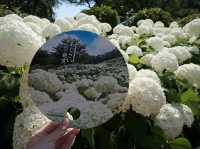 6月去東京必睇的繡球花