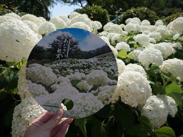 6月去東京必睇的繡球花