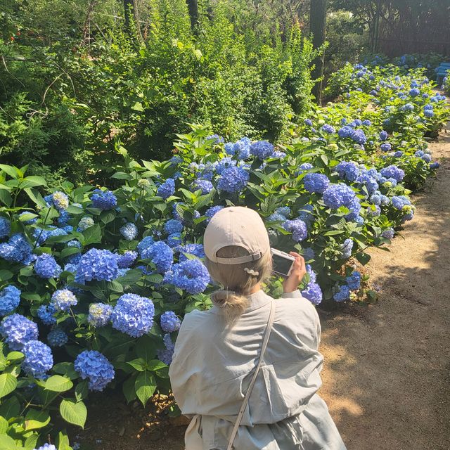 수국철이 왔어요, 충남 태안 청산수목원 ! 