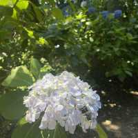 紫陽花が素敵なお寺