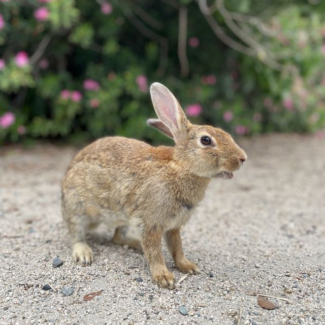 【広島】大久野島にはうさぎがいっぱい🐇🐇