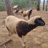 Zoodoo, Da Lat Zoo