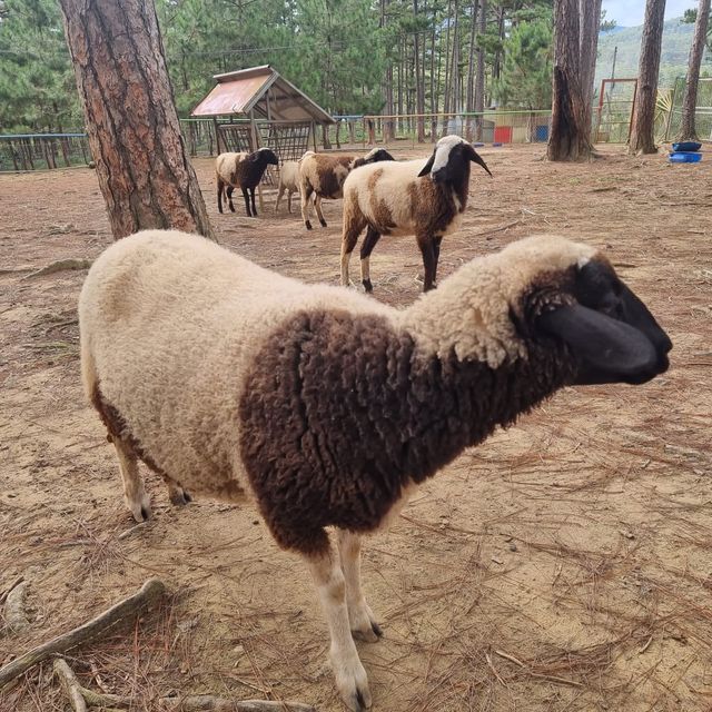 Zoodoo, Da Lat Zoo