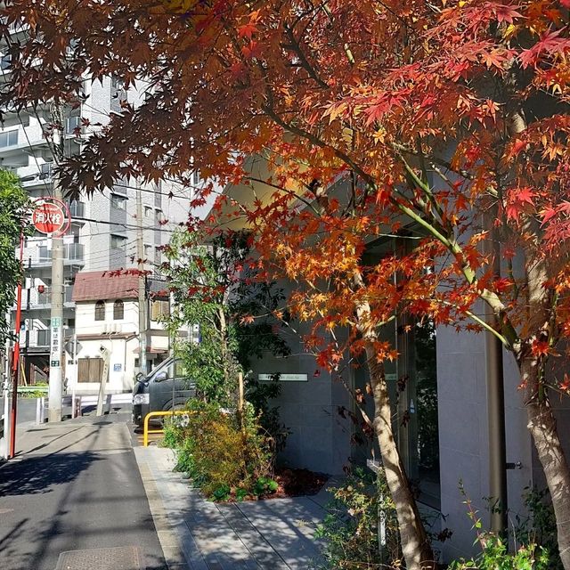 Sightseeing in Sumida River