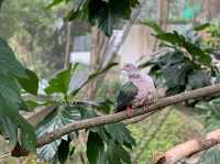 Edward Youde Aviary. 