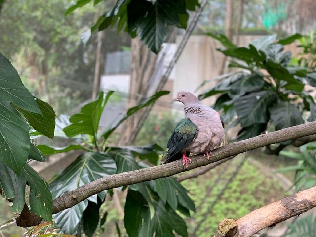 Edward Youde Aviary. 