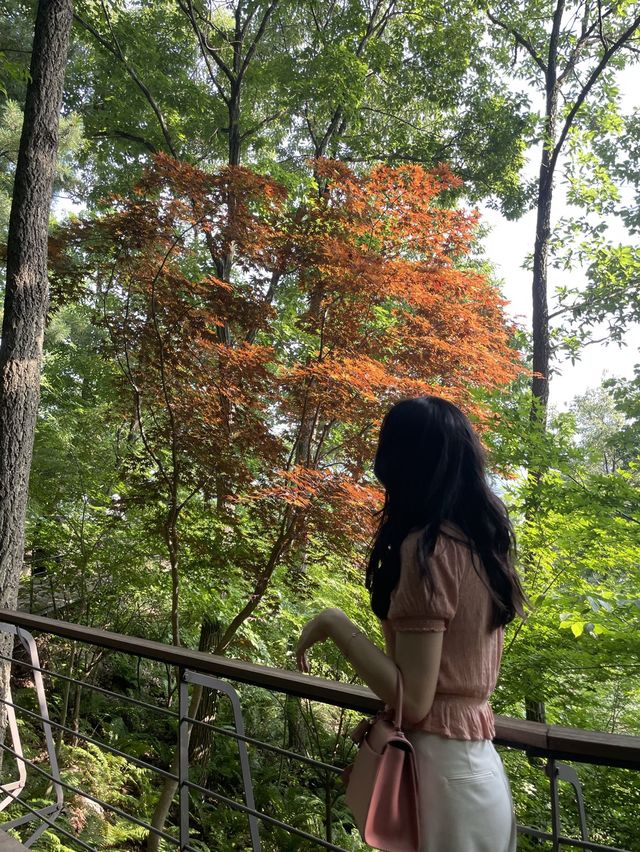 가을 여행지 추천 :: 화담숲🌳