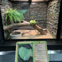 屯門公園隱秘高質爬蟲館