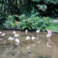 Jurong Bird Park