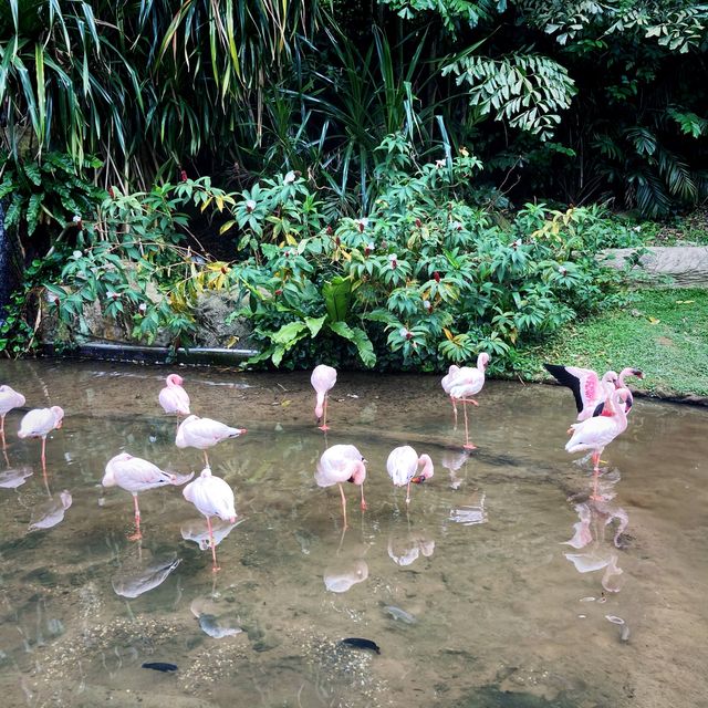 Jurong Bird Park