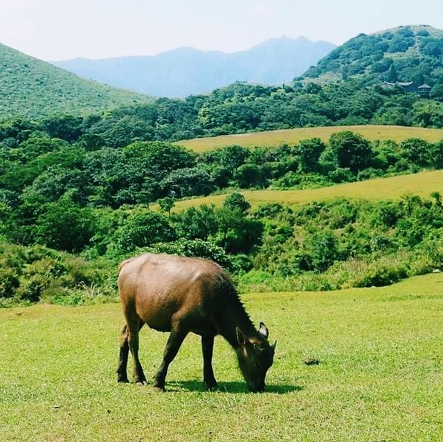 擎天崗中央步道