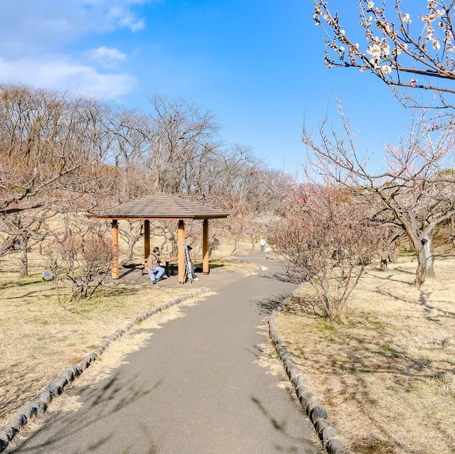 根岸森林公園の梅の花の様子