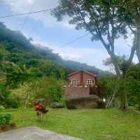 苗栗三義景觀餐廳｜漫步雲端森林廚房，山上用餐氣氛佳
