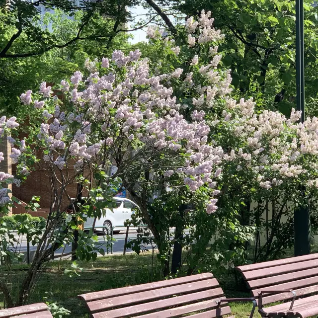 北の大地に初夏を告げる　さっぽろライラックまつり😊