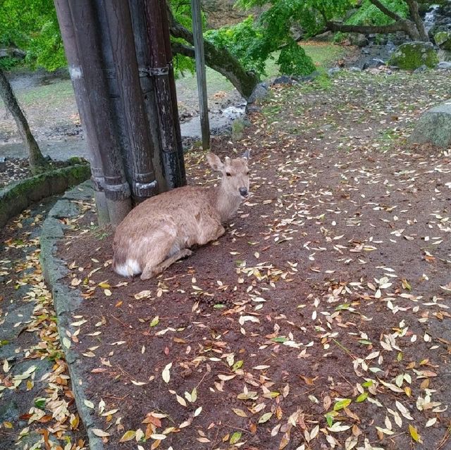 鹿！鹿！鹿！どこに行っても鹿　奈良公園
