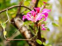 青衣賞花好去處