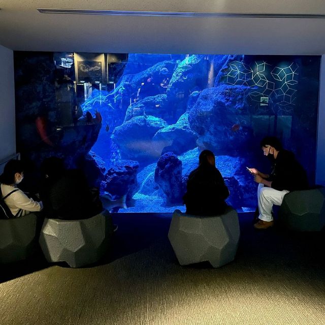 ウツボの隠れエリア　すみだ水族館