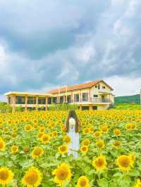 아직도 해바라기 못본 사람 없죠? 경주 해바라기 카페!