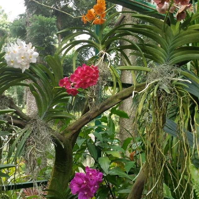 The UNESCO National Orchid Gardens