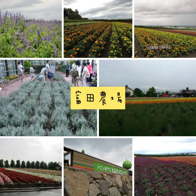 北海道富田農場‼️夏日超令薰衣草園💓