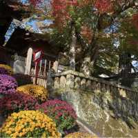 修善寺竹林の小怪【静岡県/修善寺 】