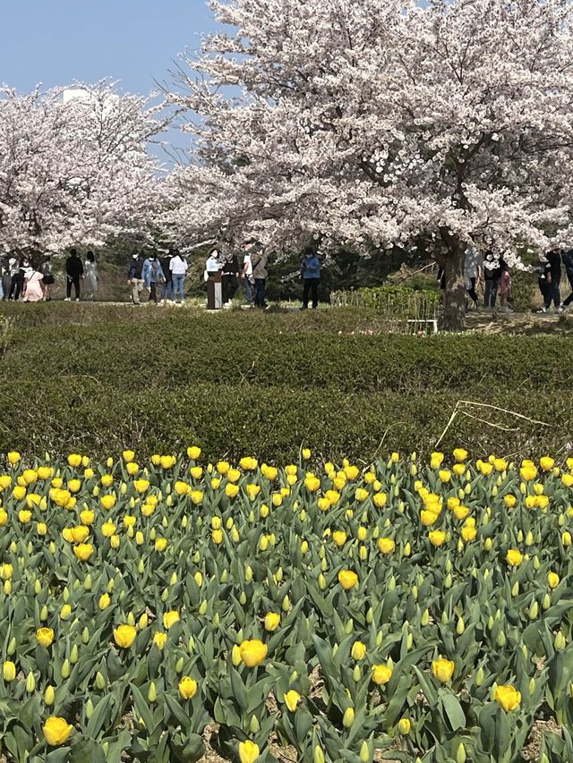인파 뚫고 다녀온 4월의 강릉 벚꽃 Season! (경포호 및 경포대)