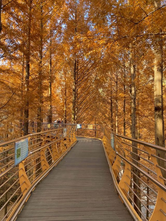 붉게 물든 메타세콰이어 나무가 쭉 뻗어있는 장태산자연휴양림 🍁