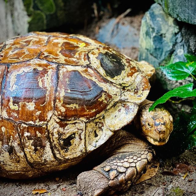  The oldest zoo in Malaysia : Zoo Taiping