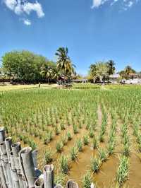 Laman Padi Rice Garden - Langkawi, Malaysia  