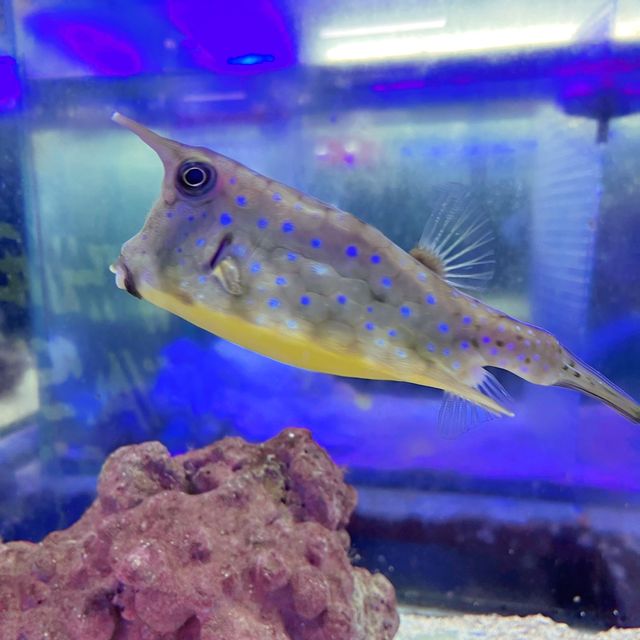 Aquarium Cuter
