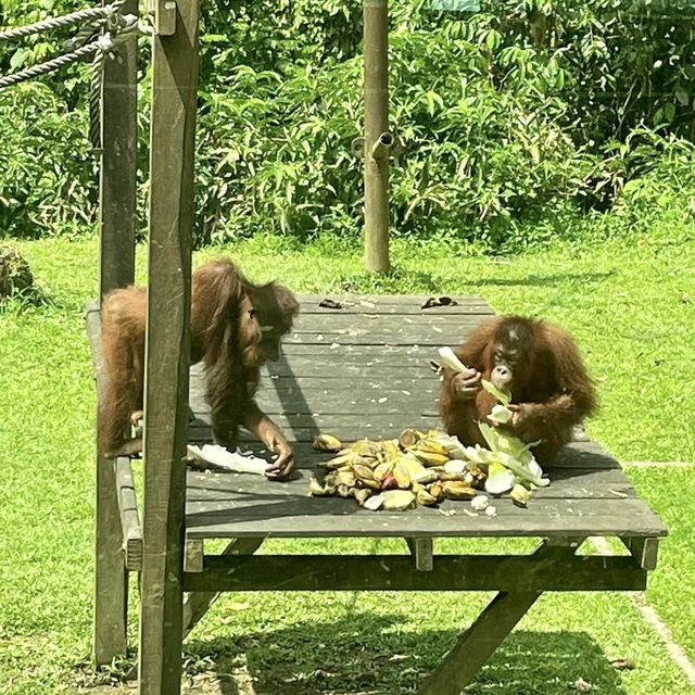 Sepilok Orangutan Rehabilitation Centre