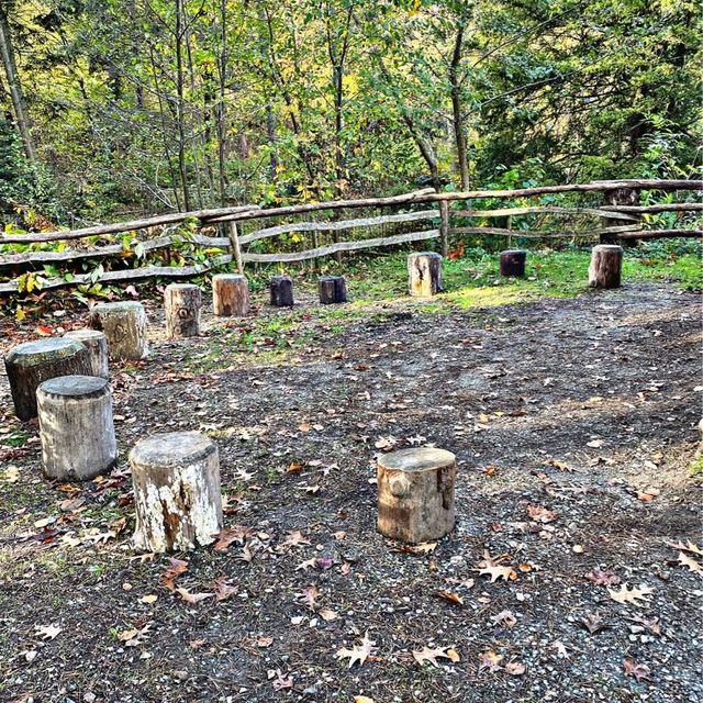 School in the Forest