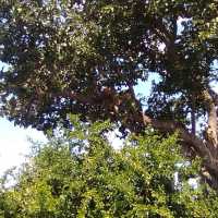 uganda's Tree climbing lions 