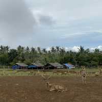 Deer Farm