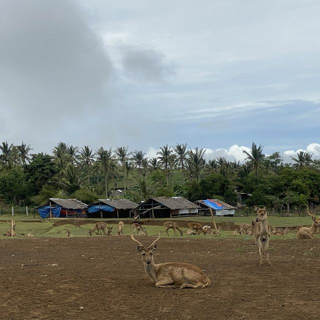 Deer Farm