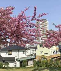 Tokyo Edogawa Bridge Cherry Blossoms 🌸