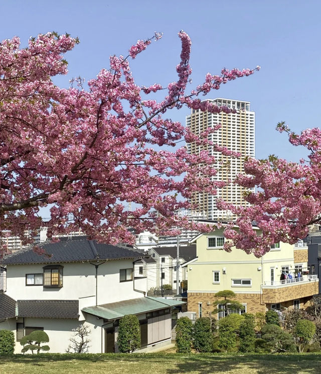 Tokyo Edogawa Bridge Cherry Blossoms 🌸