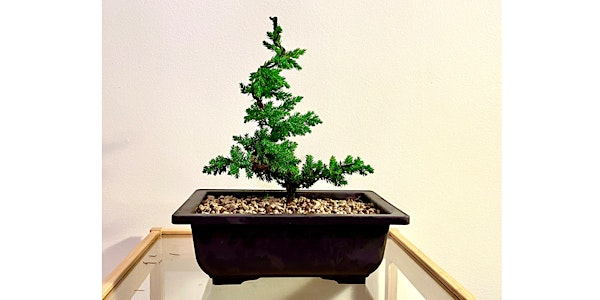 Make a Twisty Juniper Bonsai | Darts Hill Garden Park - Maple Activity Center
