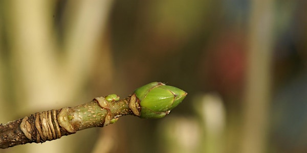 Winter Tree ID EOC 2806 | Bradfield Woods National Nature Reserve