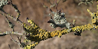 Understanding and Appreciating Lichens full day workshop (ECC2806) | Carlton Marshes Nature Reserve & Visitor Centre