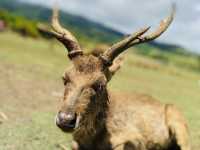 DEER OH DEAR